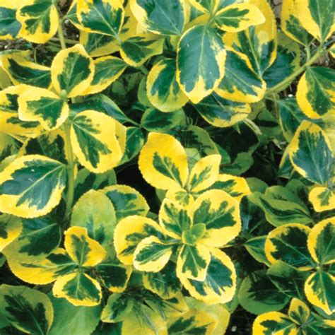 Golden Euonymus - 1 Gallon Pot | Evergreen shrubs, Golden euonymus, Plants