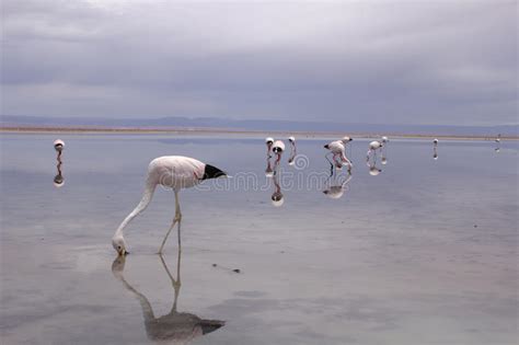 Flamingos in the Atacama Desert in Chile Stock Image - Image of chile, water: 54057117