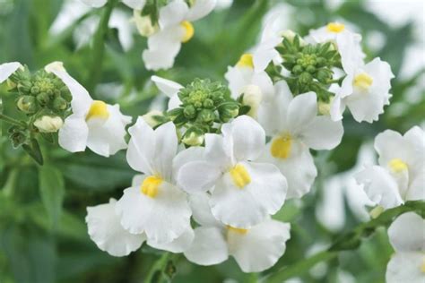 1000pcs Beautiful Nemesia Seeds White Knight Nemesia Strumosa IMA3 - Seeds & Bulbs