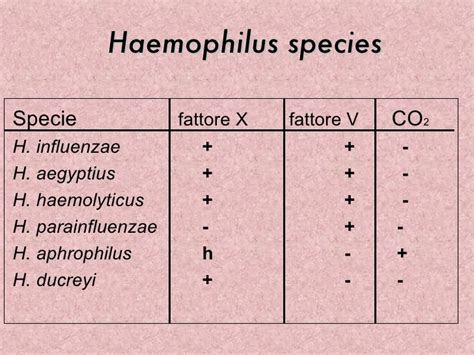 8. haemophilus