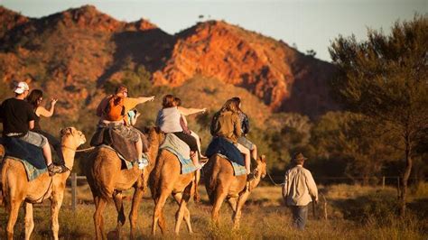 Alice Springs Camel Tour - Sunset Ride - Epic deals and last minute discounts