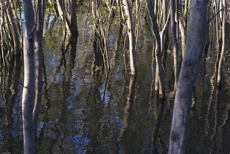 Trees growing in a swamp-4055 | Stockarch Free Stock Photos