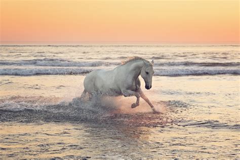 Galleries—Beach — Jessica Farren Photography—Equestrian + Pet Photography