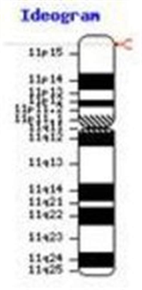 HBB Gene Location - Human Hemoglobin (HbA) and the HBB gene