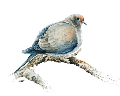 Mourning Dove Watercolor Print Mourning Dove Watercolor - Etsy