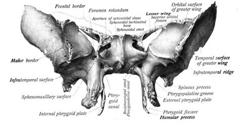 Irregular bone - Alchetron, The Free Social Encyclopedia