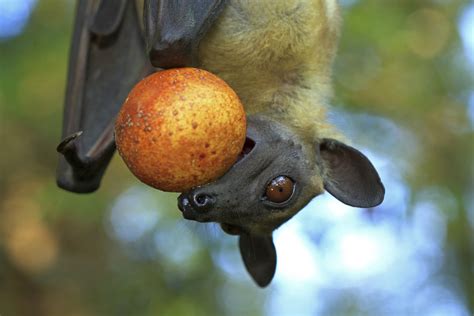 Fruit bats are reforesting African woodlands | Max-Planck-Gesellschaft