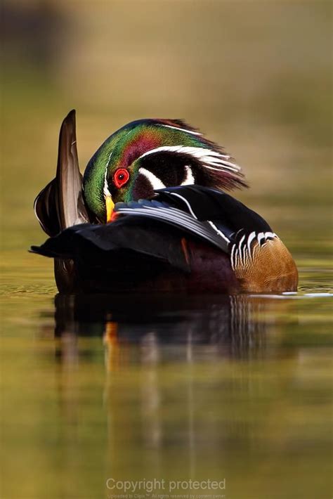 Wood Duck male | Waterfowl hunting, Wood ducks, Duck hunting