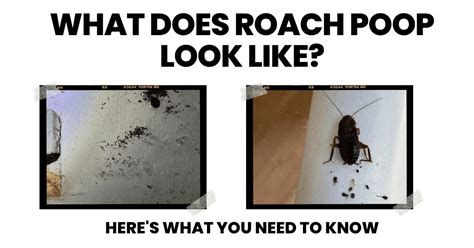 Cockroach Poop: What Does It Look Like?