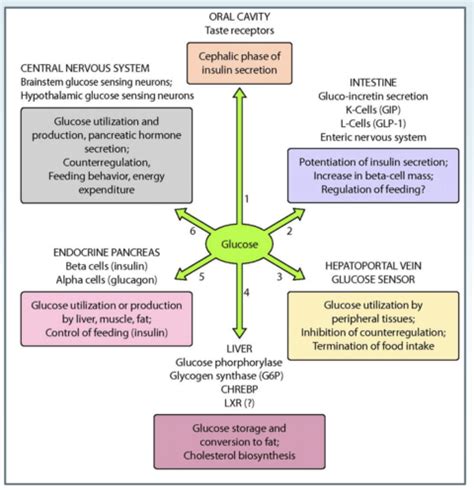 Glucose metabolism _ NEURO Flashcards | Quizlet