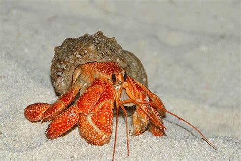 Strawberry Hermit Crab – Detailed Guide: Care, Diet, and Breeding - Shrimp and Snail Breeder