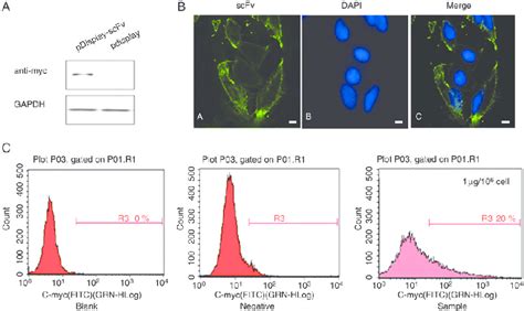 Expression and display characteristics of the scFv antibody library (A)... | Download Scientific ...