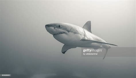 Great White Shark Underwater High-Res Stock Photo - Getty Images