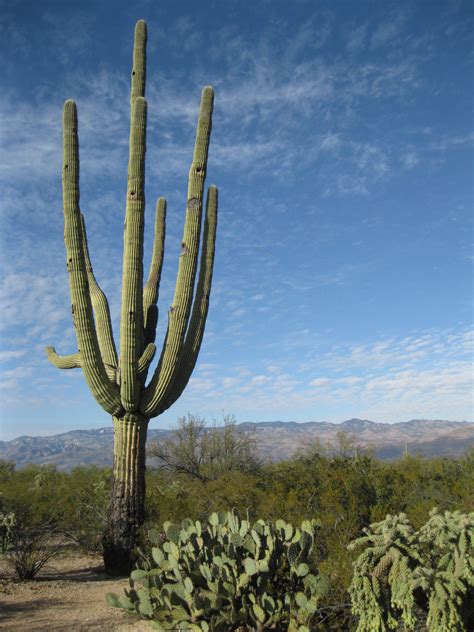 Saguaro National Park, Arizona – Journeyscope