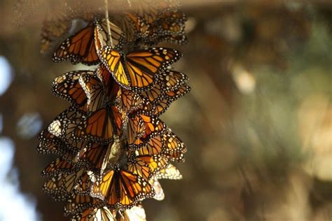 Chant des monarques. L'envol de millions de papillons offre un spectacle saisissant