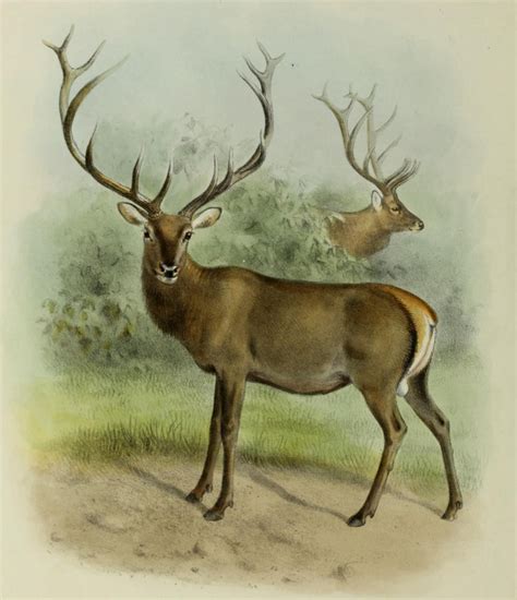 File:The deer of all lands (1898) Altai wapiti.png - Wikimedia Commons