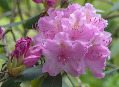 Best Shrubs With Pink or Magenta Flowers