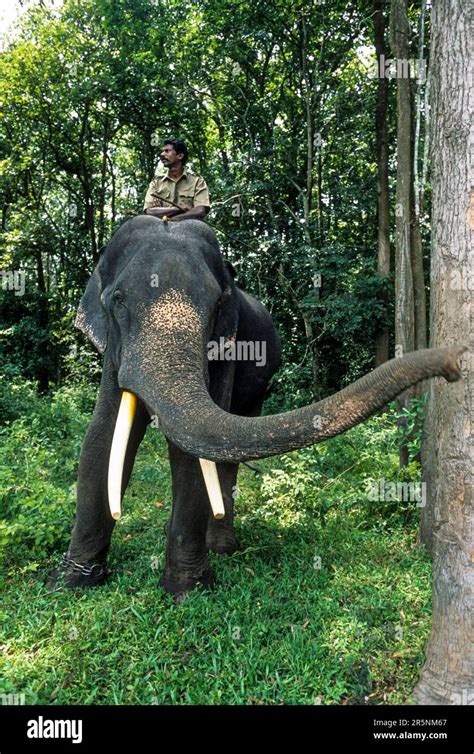 Varagaliyar camp elephant during Elephant day celebrations in Topslip ...