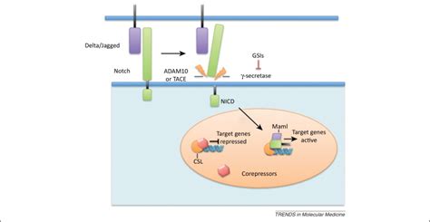 Notch signaling in pancreatic cancer: oncogene or tumor suppressor?: Trends in Molecular Medicine