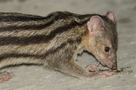 Giant-striped Mongoose (Galidictis grandidieri) | Flickr - Photo Sharing!