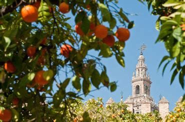 The famous orange trees in Seville