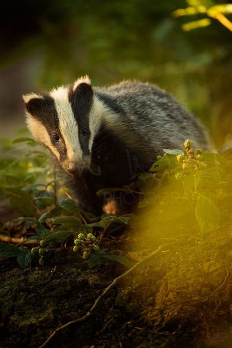 Badger Peak District Wildlife Photography Meles Meles | Badger, British wildlife, Wildlife ...