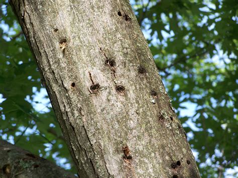 Insect Infestations in Trees - Evergreen Arborist Consultants