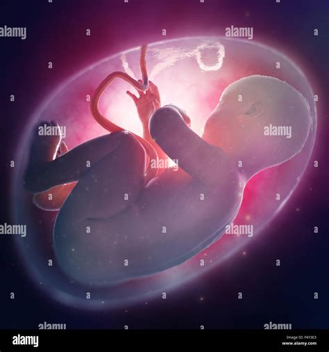 Human fetus inside the womb Stock Photo - Alamy