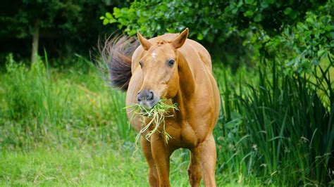Brown Horse Eating Grass · Free Stock Photo