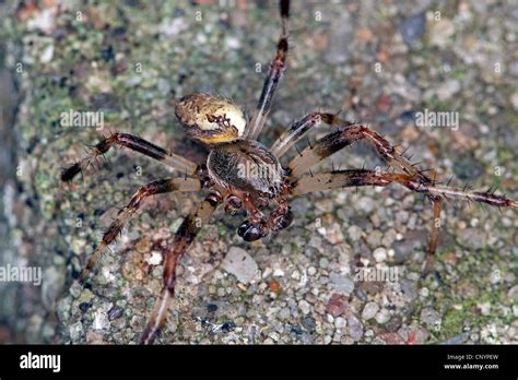 marbled orbweaver, marbled orb-weaver, Marbled Orb Weaver, marbled ...