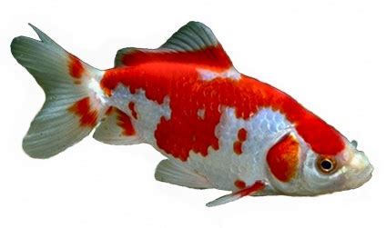 Fantail Goldfish Types | About Goldfish