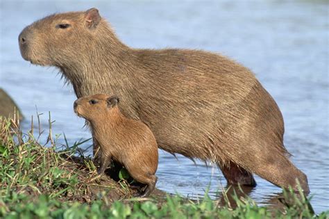 8 Surprising Facts About Capybaras