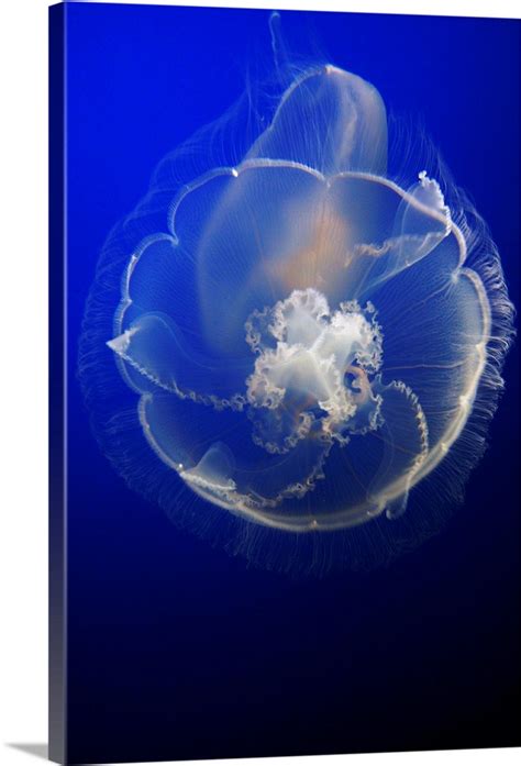 Moon Jelly in aquarium, distributed worldwide Wall Art, Canvas Prints, Framed Prints, Wall Peels ...