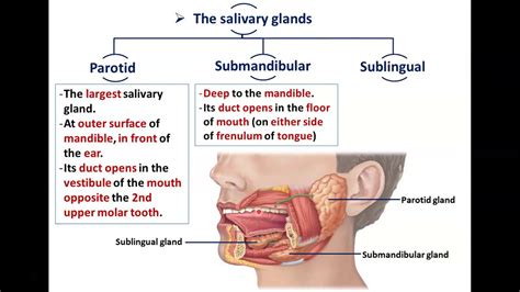 Anatomy of the Parotid Gland - Dr. Ahmed Farid - YouTube