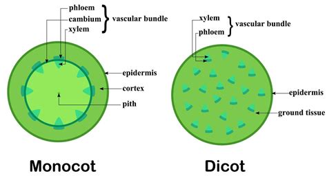 Stem Structure, Cross Section, Epidermis, Botany, Vector Art ...