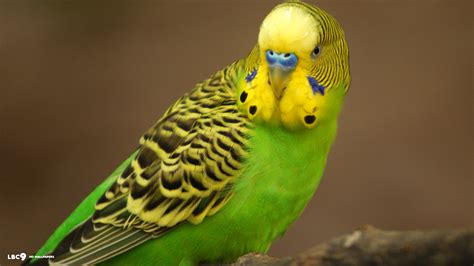 Green Budgie - Budgies Wallpaper (36931359) - Fanpop