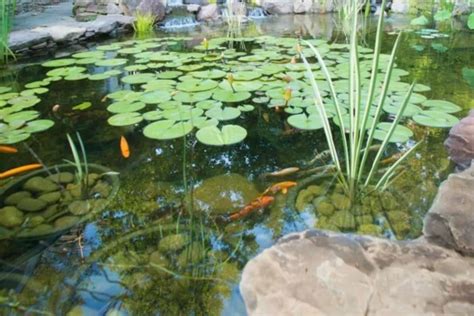 Common Koi Pond Treatments For Cleaner And Clearer Water 💦🎏