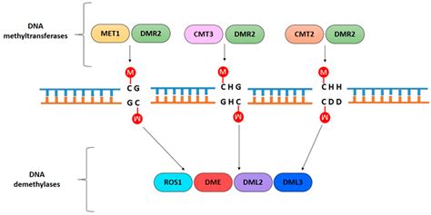 IJMS | Free Full-Text | Plant DNA Methylation: An Epigenetic Mark in Development, Environmental ...