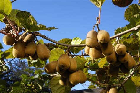 How to Grow Kiwi Vines in Your Landscape