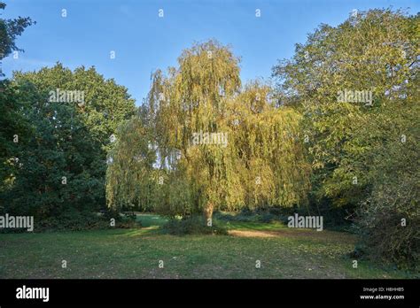 willow tree salix Stock Photo - Alamy