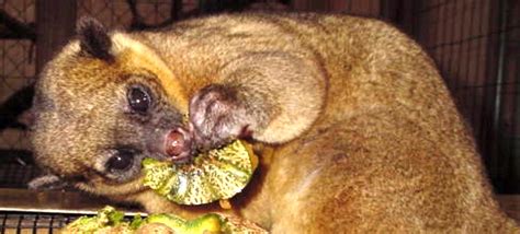 Peoria Zoo Kinkajou - Peoria Zoo