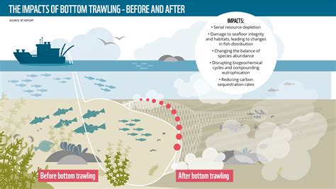 Bottom trawling in the Baltic: too much damage - WWF Baltic