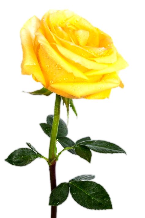 Rose Stock photography Yellow Royalty-free Desktop Wallpaper - yellow rose png download - 533* ...