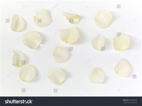 1,260,579 White rose petals Images, Stock Photos & Vectors | Shutterstock