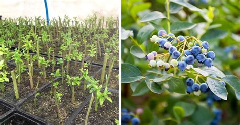 3 Tips to Propagate Blueberries from Cuttings + How to Do it - DIY & Crafts