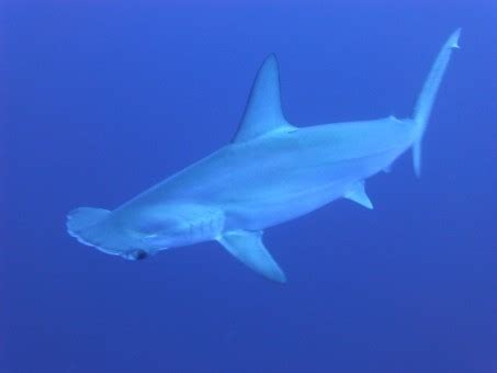 Free Images : marine biology, requiem shark, carcharhiniformes, tiger ...