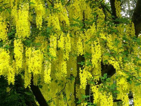 Laburnum anagyroides - Common Laburnum | World of Flowering Plants