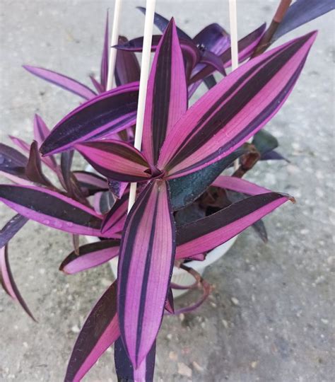 Tradescantia pallida variegata Pink stripe/Setcreasea purpurea ...