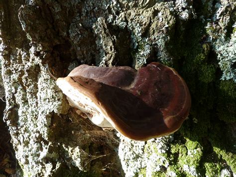 Ganoderma resinaceum bracket fungus | Ganoderma resinaceum b… | Flickr