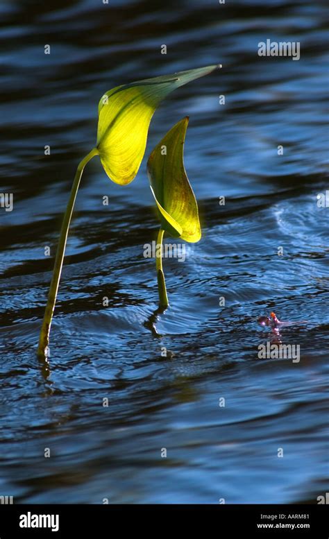 Ontario nature and scenery Stock Photo - Alamy